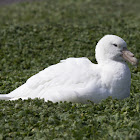 Southern Giant Petrel