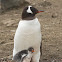 Gentoo Penguin