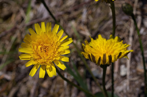 Hypochaeris radicata