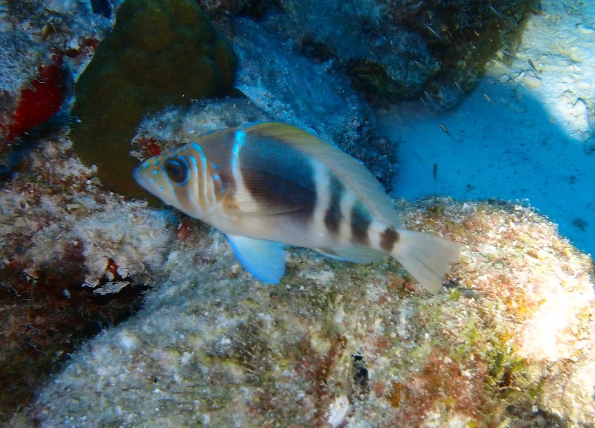 Barred hamlet