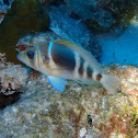 Barred hamlet