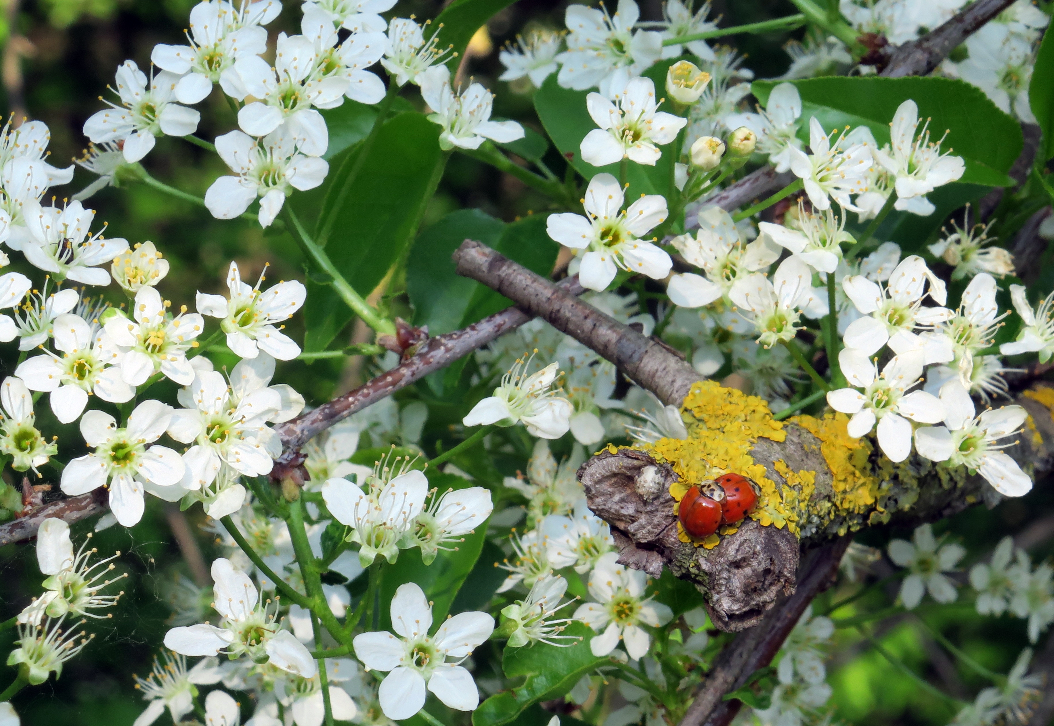 La natura si risveglia di klarinetto