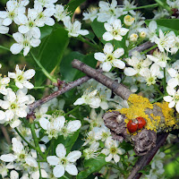 La natura si risveglia di 