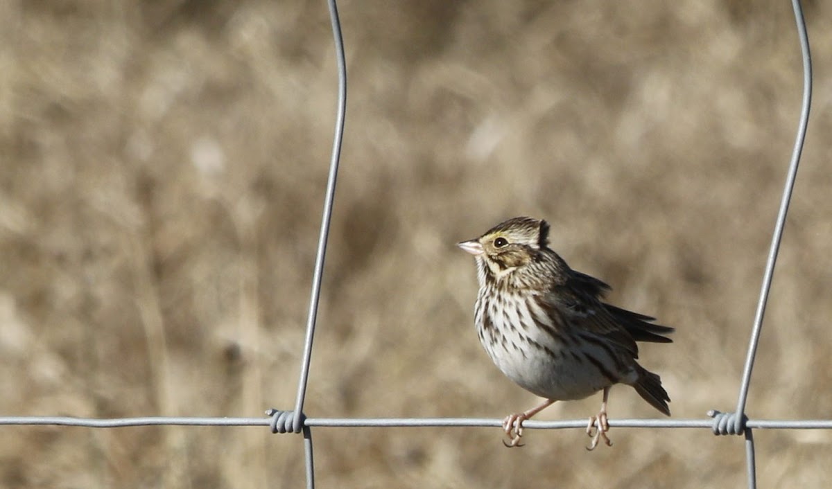 Savannah Sparrow