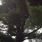 White Pine Tree