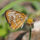 Common Mestra