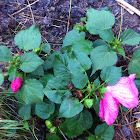 Rose mallow