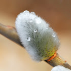 Glaucous Willow