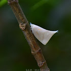 Flatid Planthopper