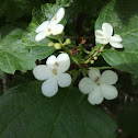 Highbush Cranberry