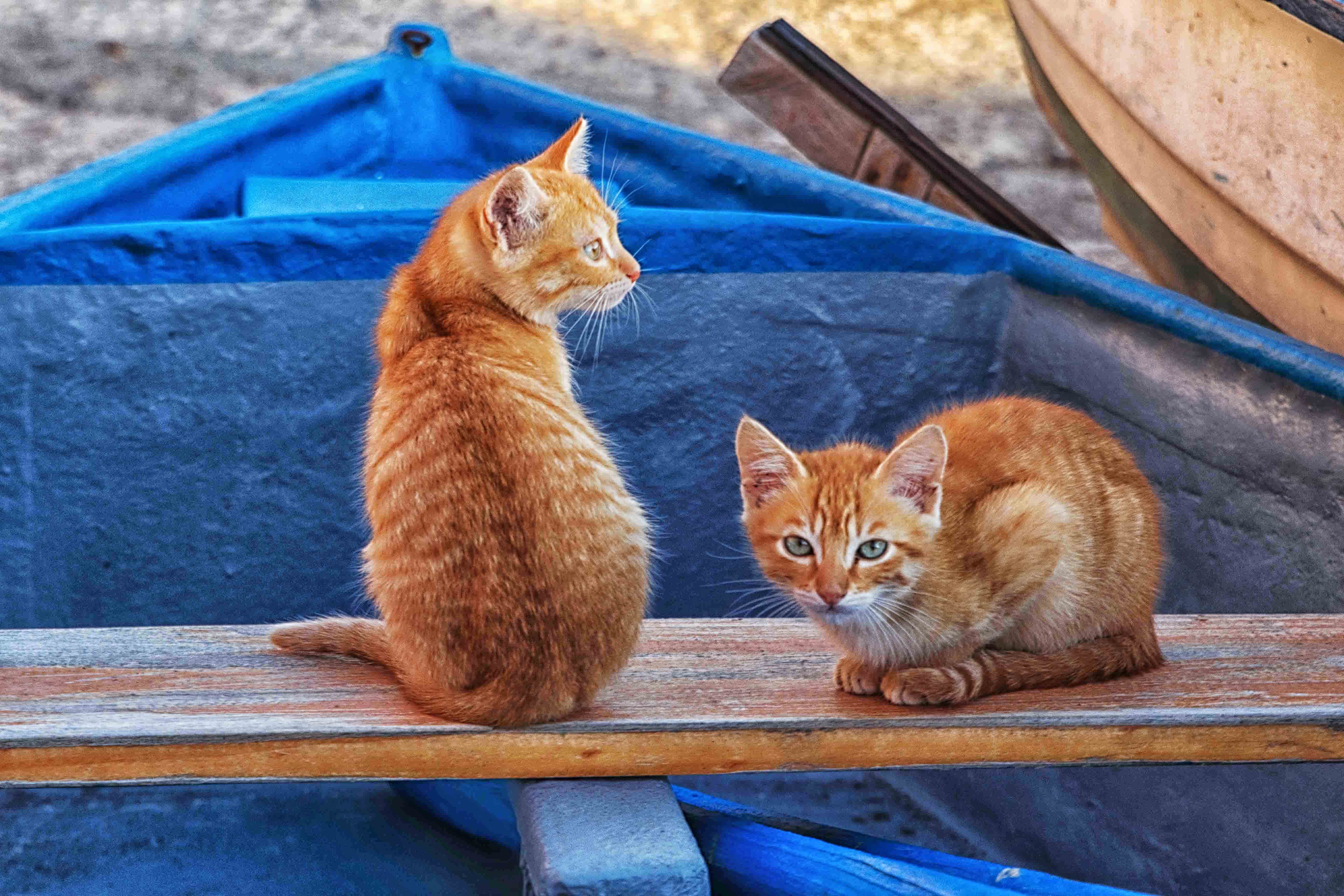 gatti di mare di antonioromei