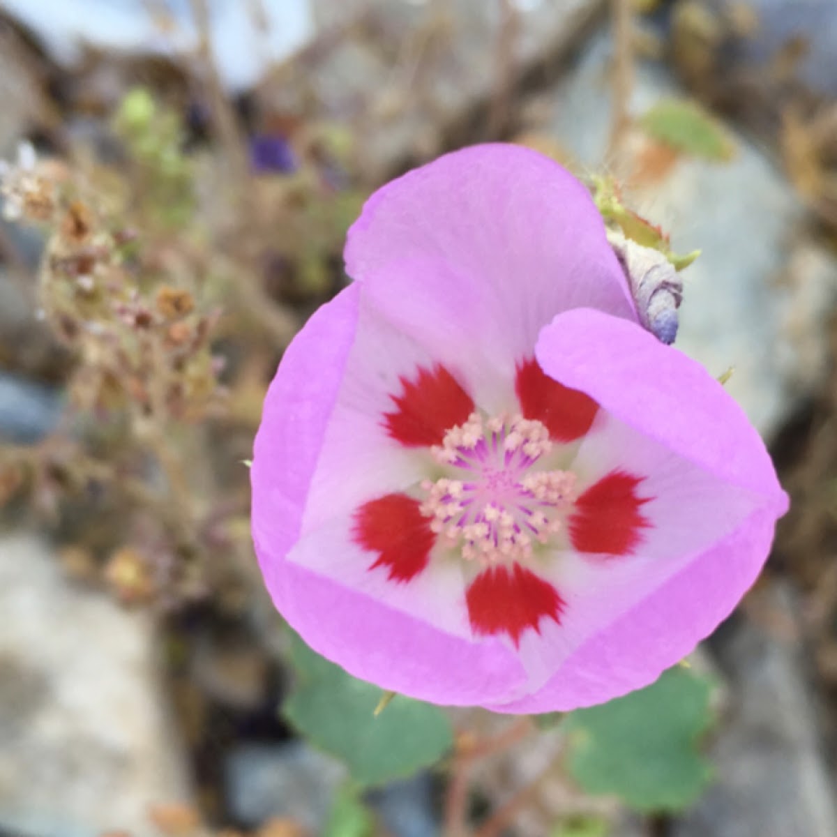 Desert five-spot flower