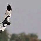 Pied harrier