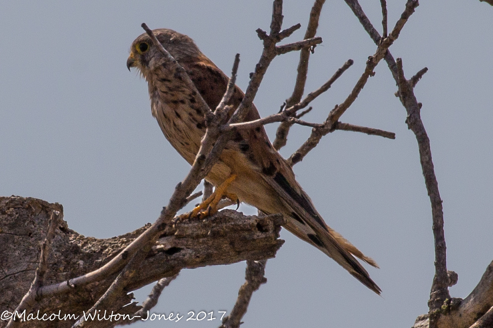 Kestrel; Cernícalo Real