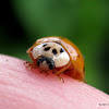 Harlequin ladybird