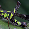 Monkey Grasshopper