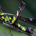 Monkey Grasshopper