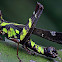 Monkey Grasshopper