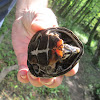 Eastern Musk Turtle