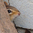 Eastern Chipmunk