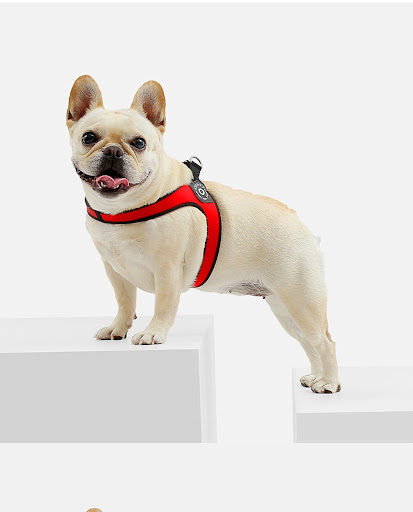 Title 12, Small Dog Leather Chest Strap. Provides a secur...