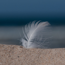 Feathers stuck in the sand