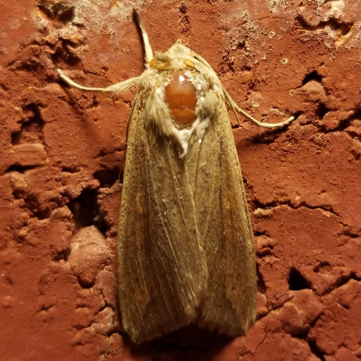 True Armyworm moth