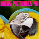 Download birds pictures For PC Windows and Mac 1.0