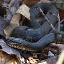 Northern water snakes