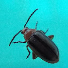 Flea Beetle