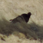 Golden Eagle   juvenile