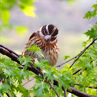 Rose-breasted Grosbeak (Female)