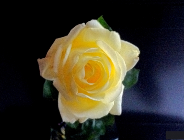 Una rosa per te di  Antonella Giuliani 