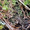 Boreal Toad