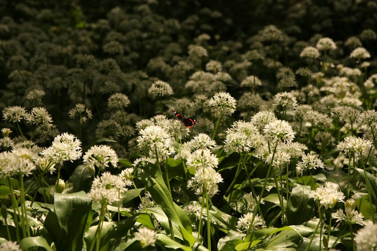 ramsons