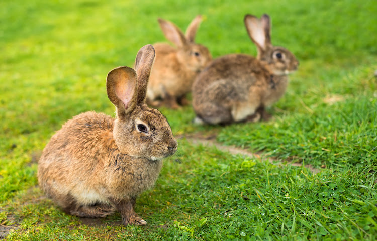 The department of agriculture, land reform and rural development says there is an outbreak of rabbit hemorrhagic disease in the Western Cape and the Northern Cape.