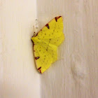 Brimstone Moth