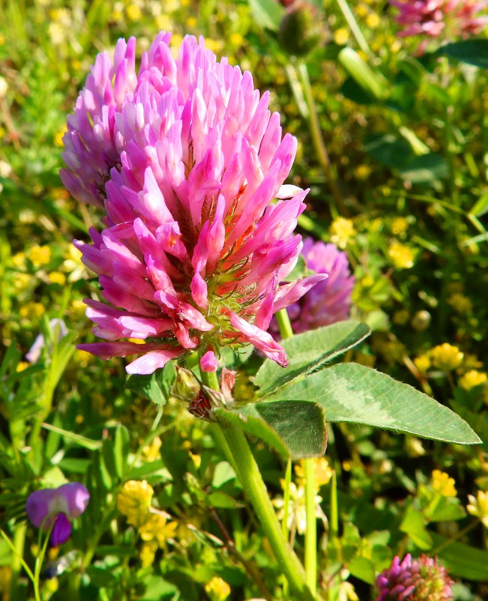 Red Clover