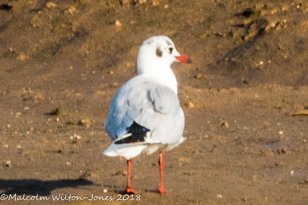 Black-headed Gull