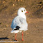 Black-headed Gull