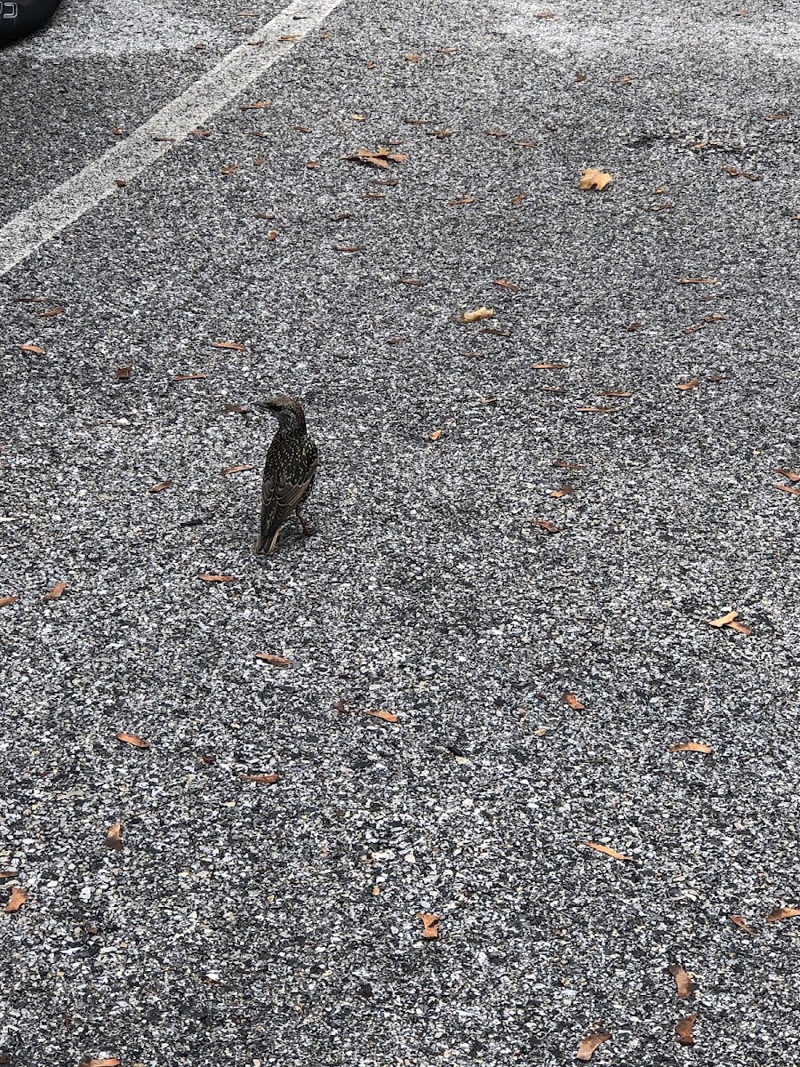 European Starling