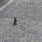 European Starling