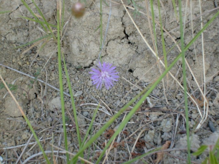 Margherita viola di Valery