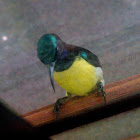 Purple-rumped sunbird Male