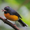 Slate-throated Redstart