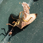 Green Shield Bug