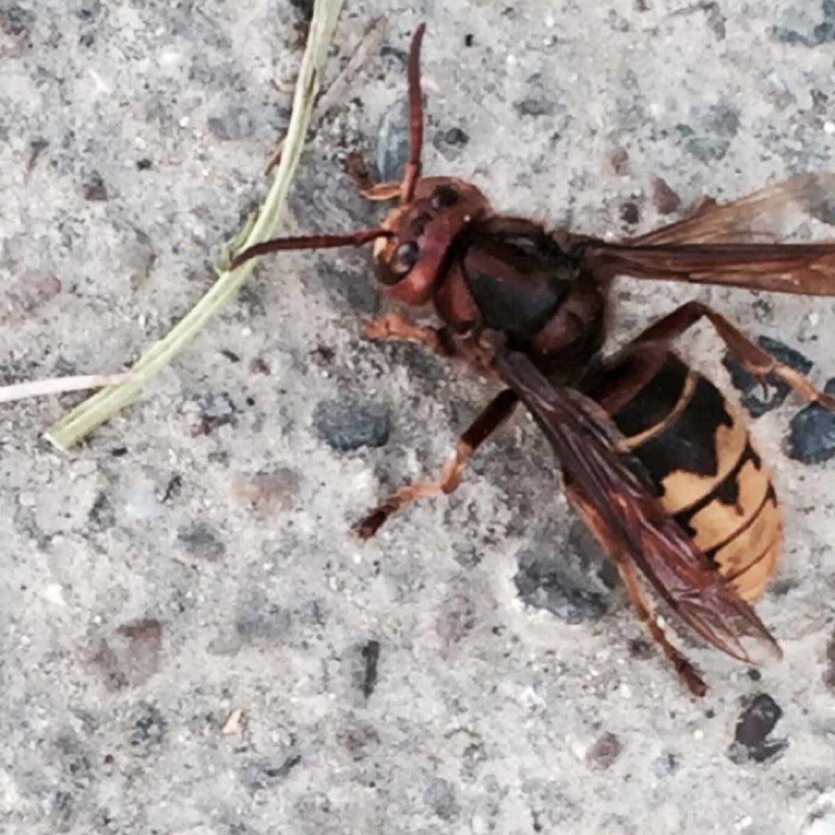 European Hornet or Hornisse