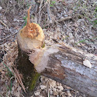 Eurasian beaver