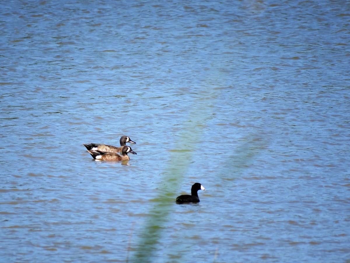 Blue-winged Teal