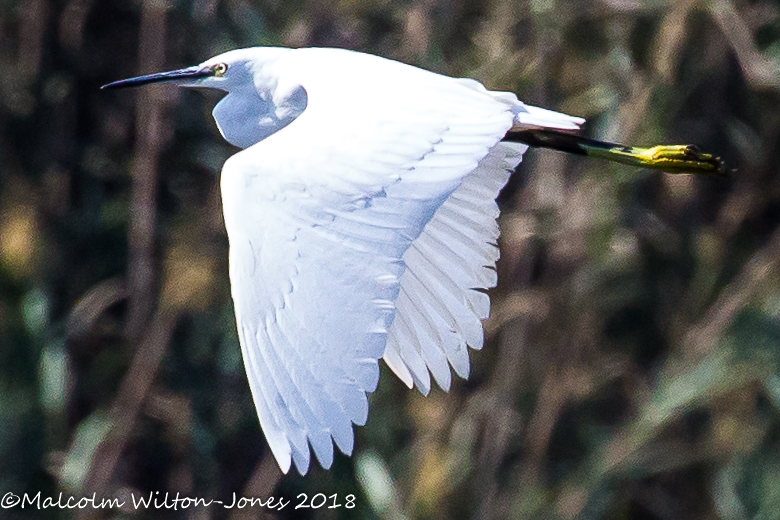 Little Egret; Garceta Común